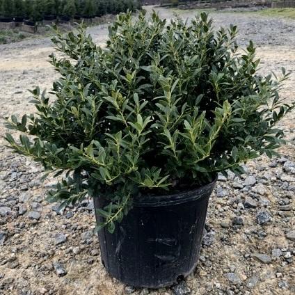 Ilex crenata 'Hoogendorn' ~ Hoogendorn Holly-ServeScape