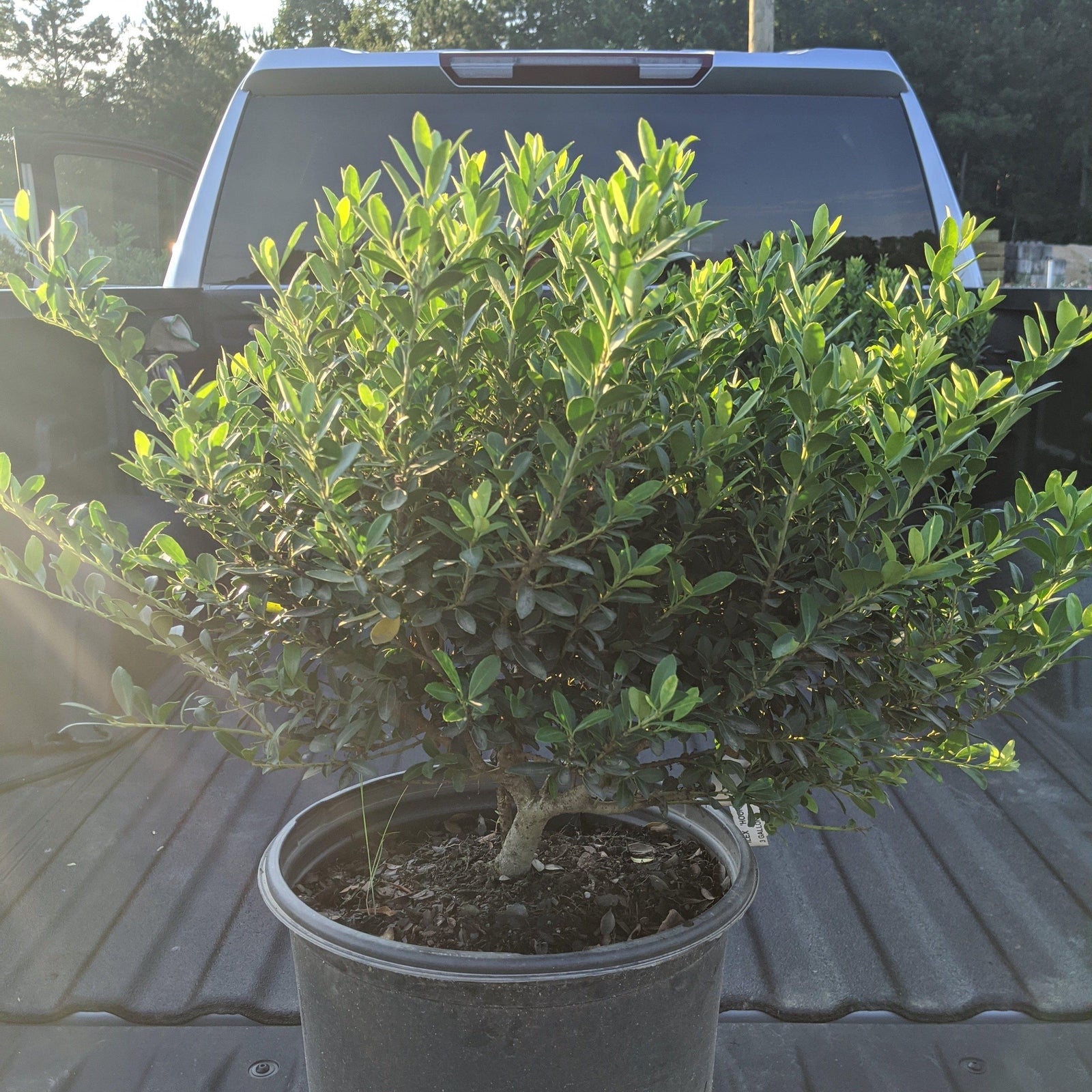 Ilex crenata 'Hoogendorn' ~ Hoogendorn Holly - Delivered By ServeScape