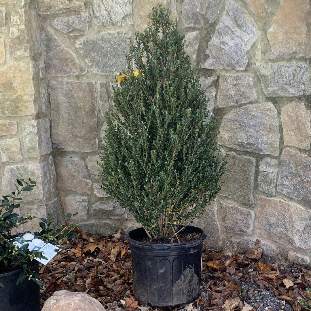 Ilex crenata 'Steeds' ~ Steeds Upright Japanese Holly-ServeScape