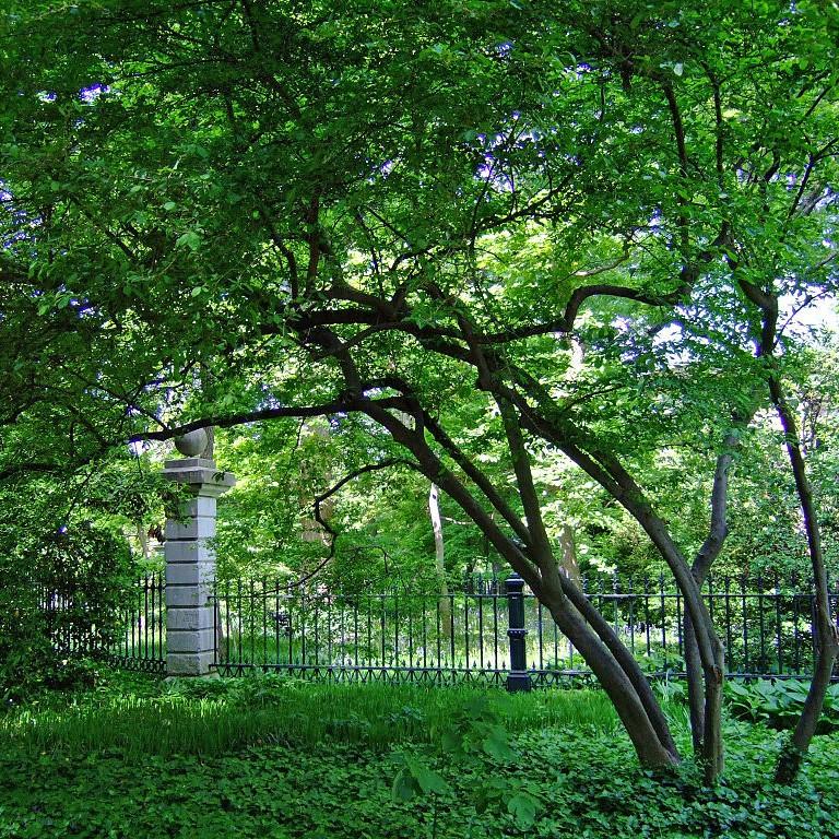 Ilex decidua ~ Deciduous Holly, Passumhaw-ServeScape