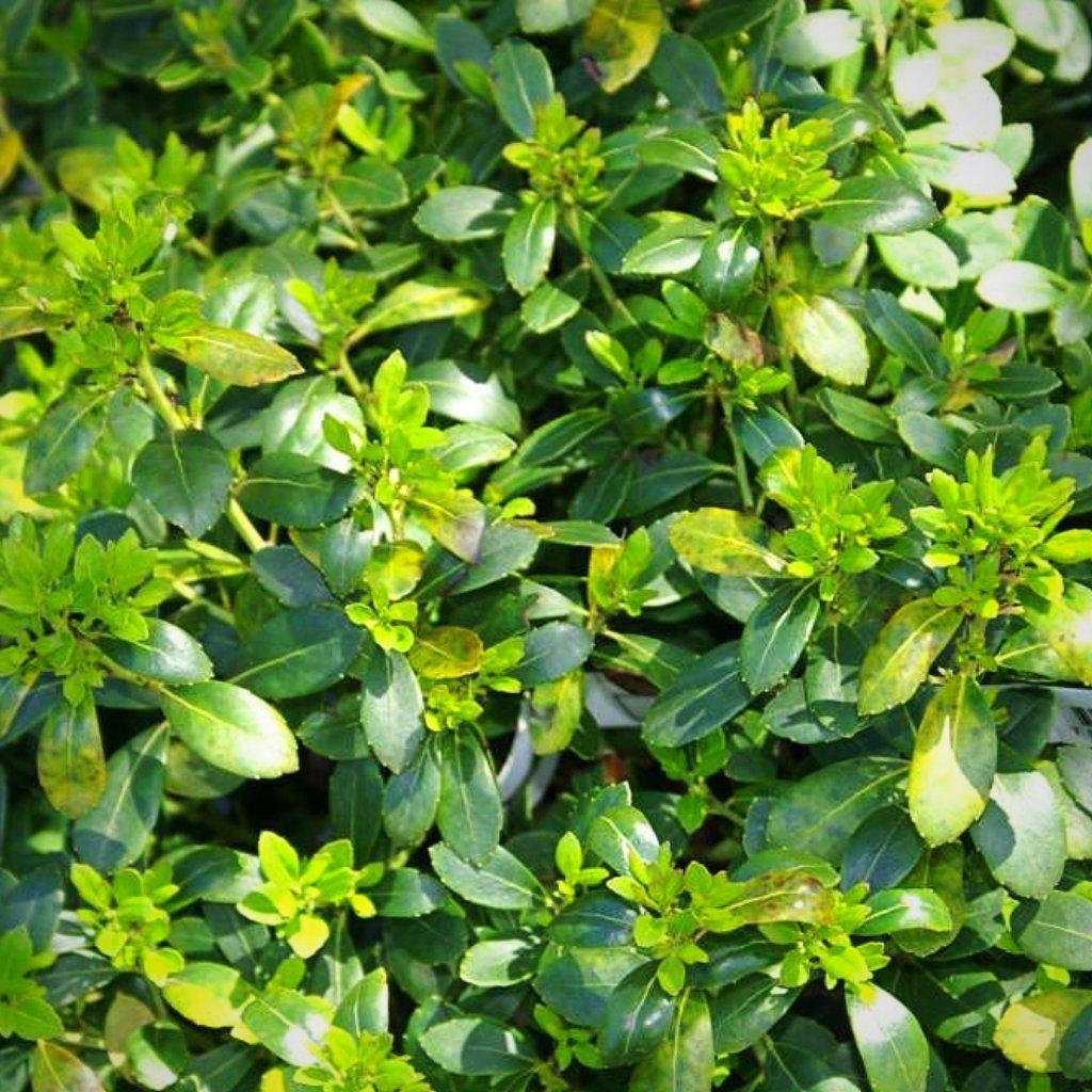 Ilex glabra 'Densa' ~ Densa Inkberry - Delivered By ServeScape