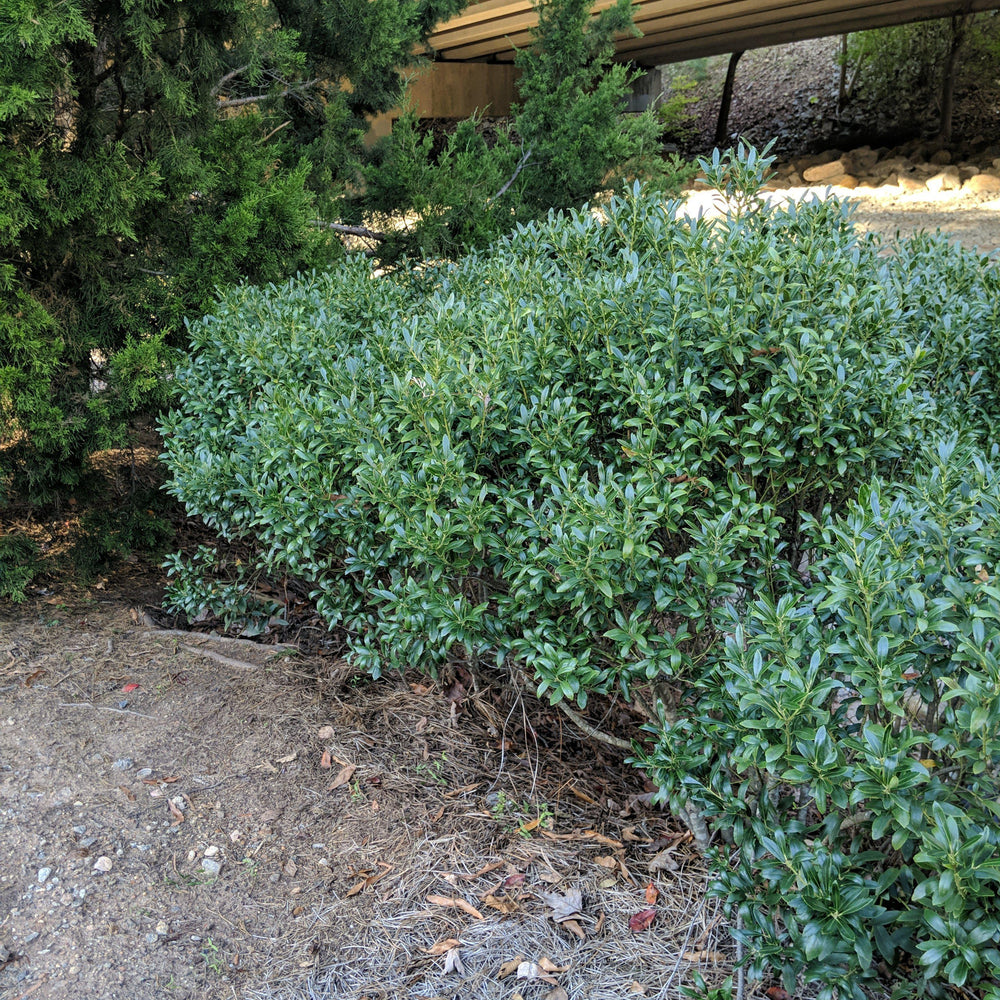 Ilex glabra 'Nigra' ~ Nigra Inkberry-ServeScape