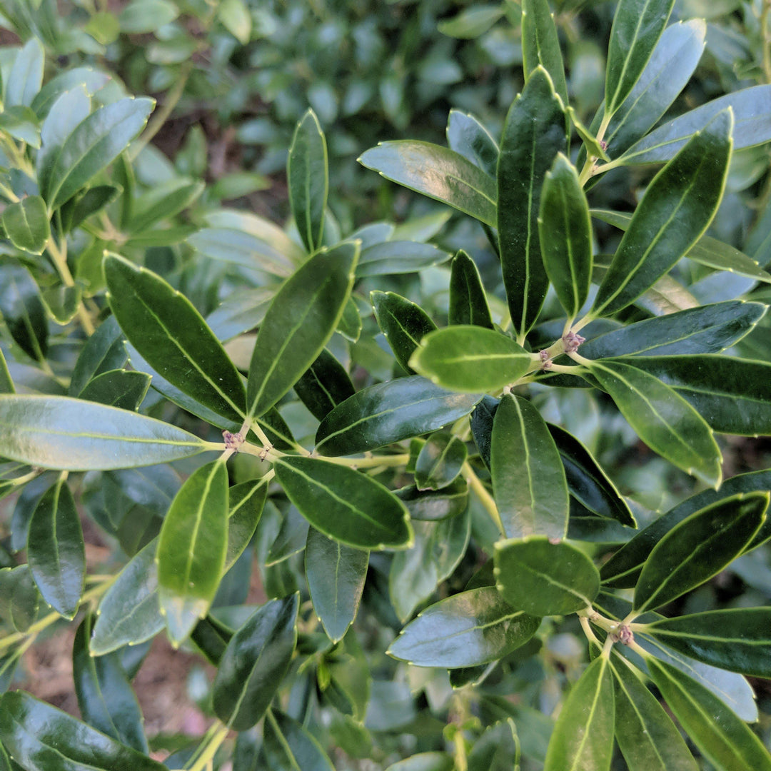 Ilex glabra 'Nigra' ~ Nigra Inkberry-ServeScape