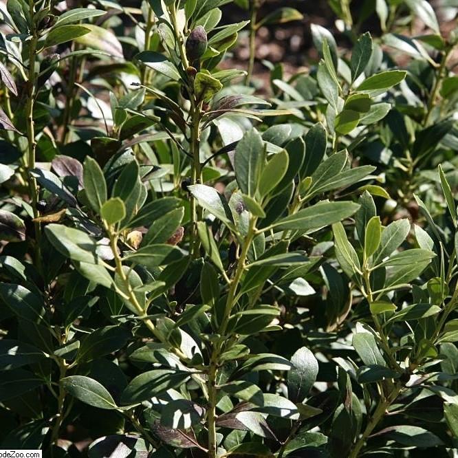 Ilex glabra 'Nigra' ~ Nigra Inkberry - Delivered By ServeScape