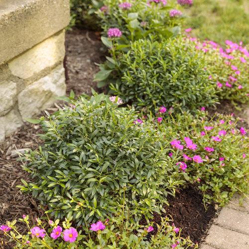 Ilex glabra 'SMNIGAB17' ~ Gem Box® Inkberry Holly - Delivered By ServeScape