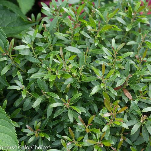 Ilex glabra 'SMNIGAB17' ~ Gem Box® Inkberry Holly - Delivered By ServeScape