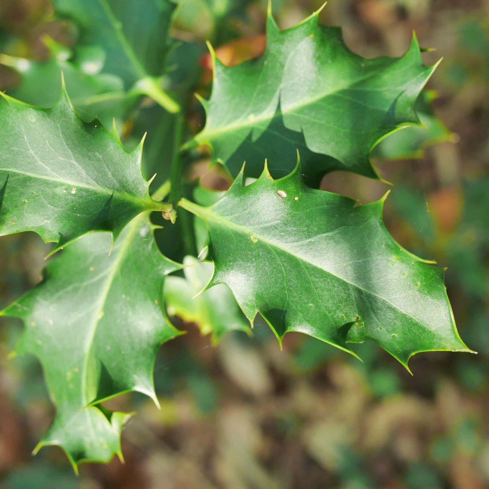 Ilex meserveae 'Mesdob' ~ China Boy® Holly - Delivered By ServeScape