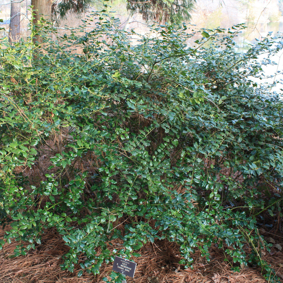 Ilex meserveae 'Mesog' ~ China Girl® Holly-ServeScape