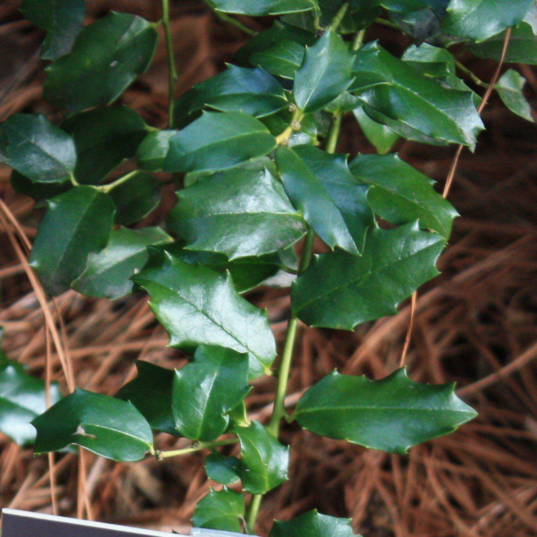 Ilex meserveae 'Mesog' ~ China Girl® Holly-ServeScape