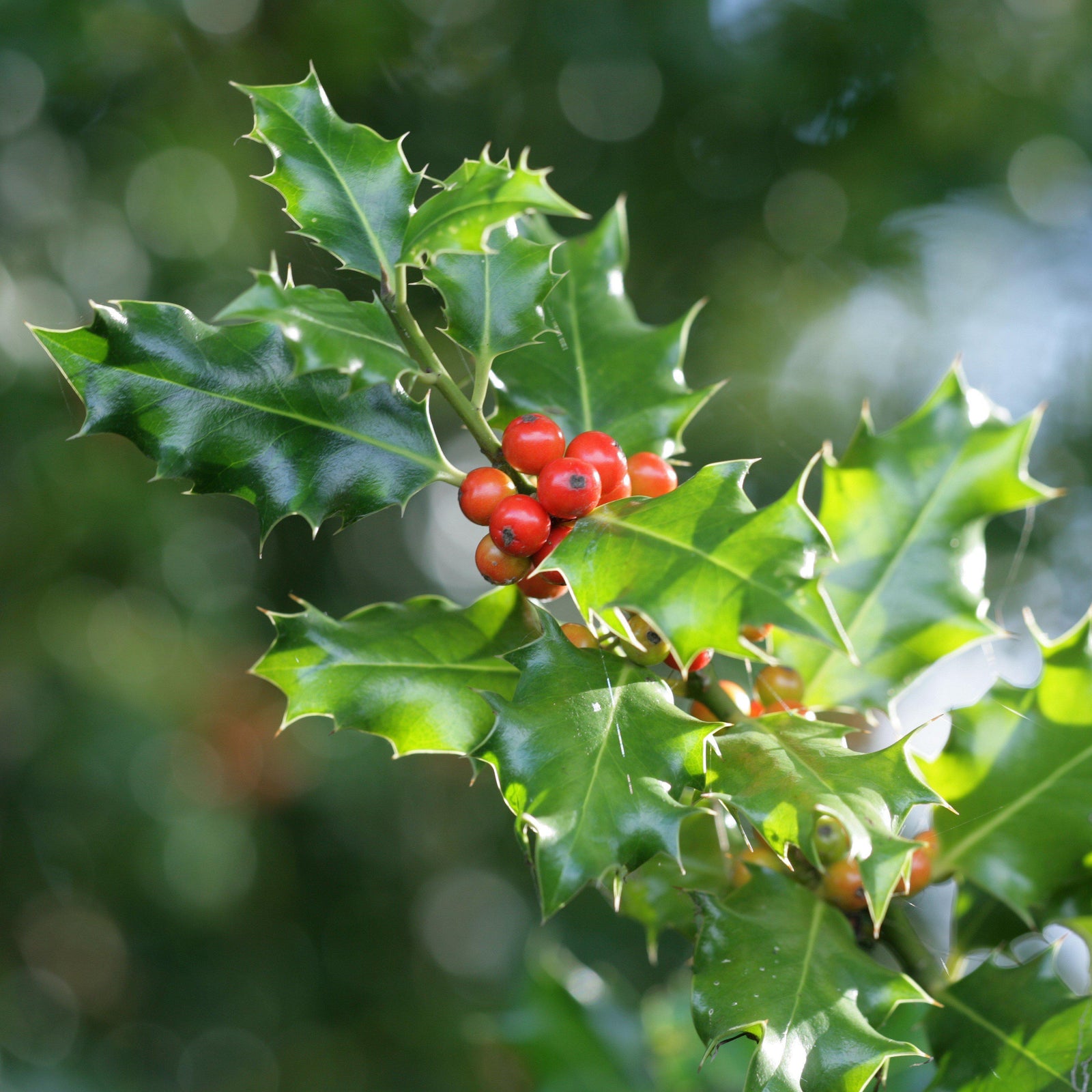 Ilex meserveae 'Mesog' ~ China Girl® Holly - Delivered By ServeScape
