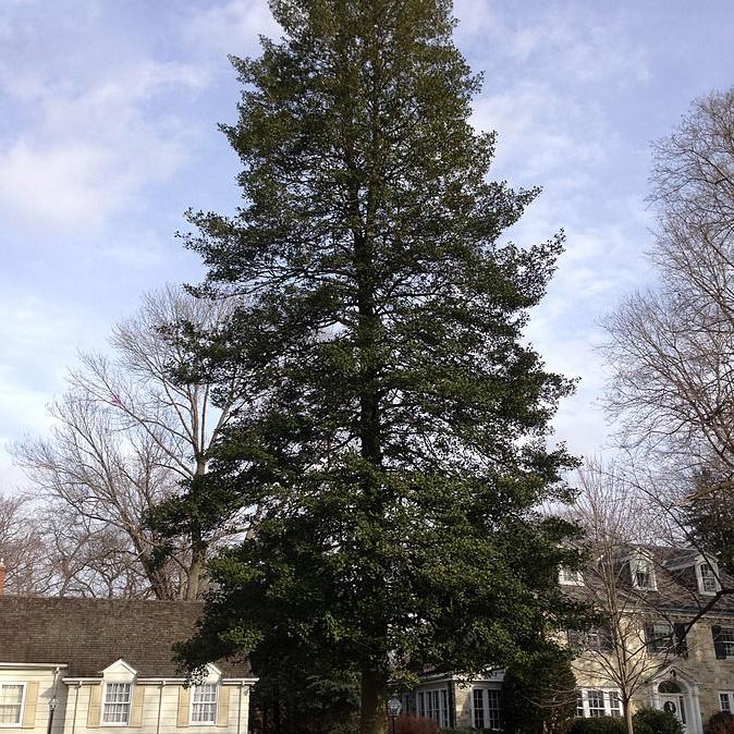 Ilex opaca 'Carolina' ~ Carolina American Holly-ServeScape