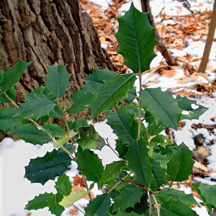 Ilex opaca 'Carolina' ~ Carolina American Holly-ServeScape