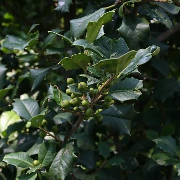 Ilex opaca 'Carolina' ~ Carolina American Holly-ServeScape