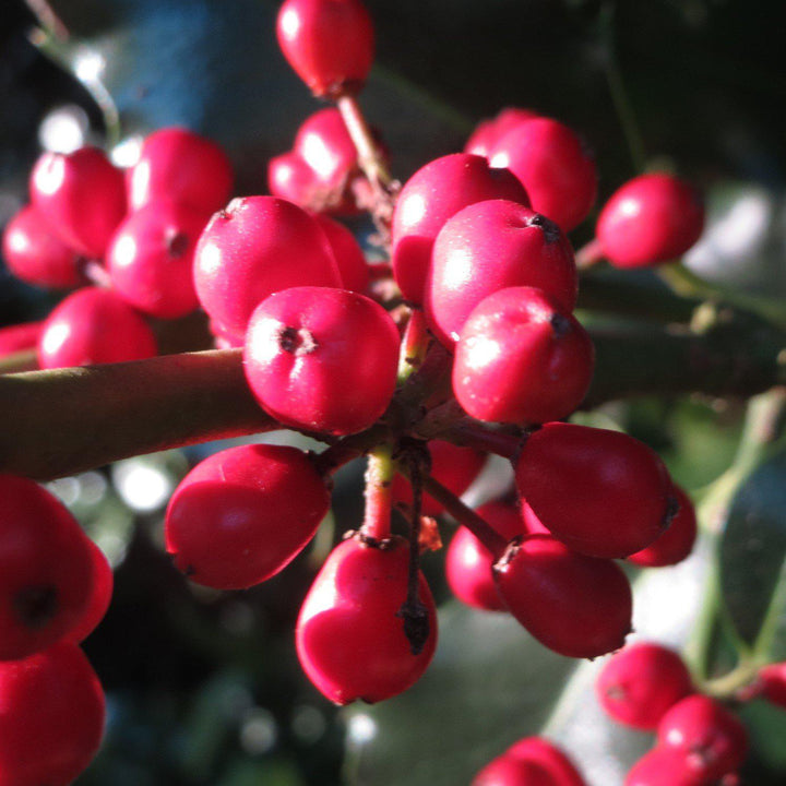 Ilex opaca 'Carolina' ~ Carolina American Holly-ServeScape
