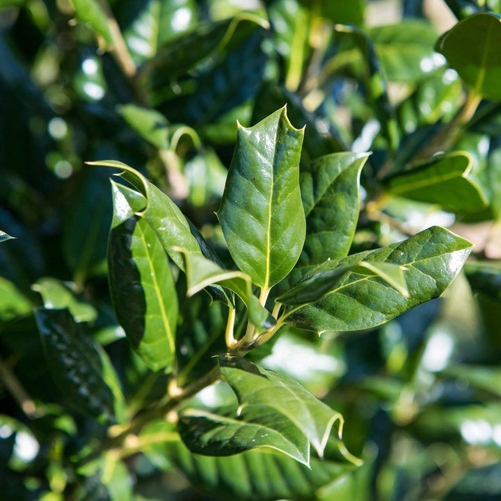 Ilex opaca 'Greenleaf' ~ Greenleaf American Holly - Delivered By ServeScape