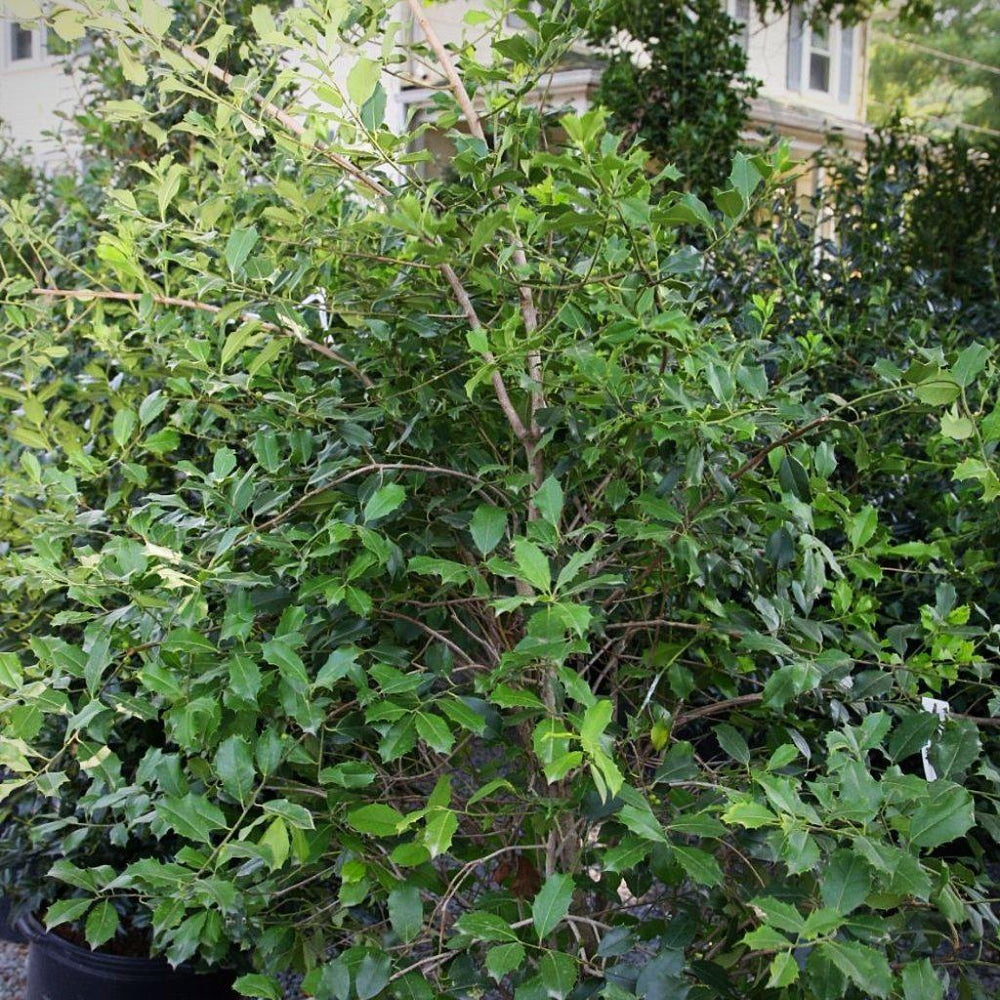 Ilex opaca 'Greenleaf' ~ Greenleaf American Holly - Delivered By ServeScape