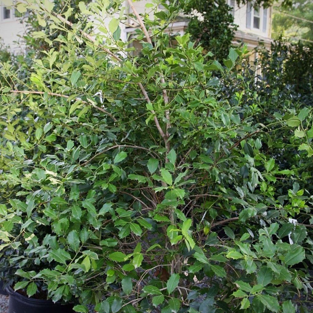Ilex opaca 'Greenleaf' ~ Greenleaf American Holly - Delivered By ServeScape