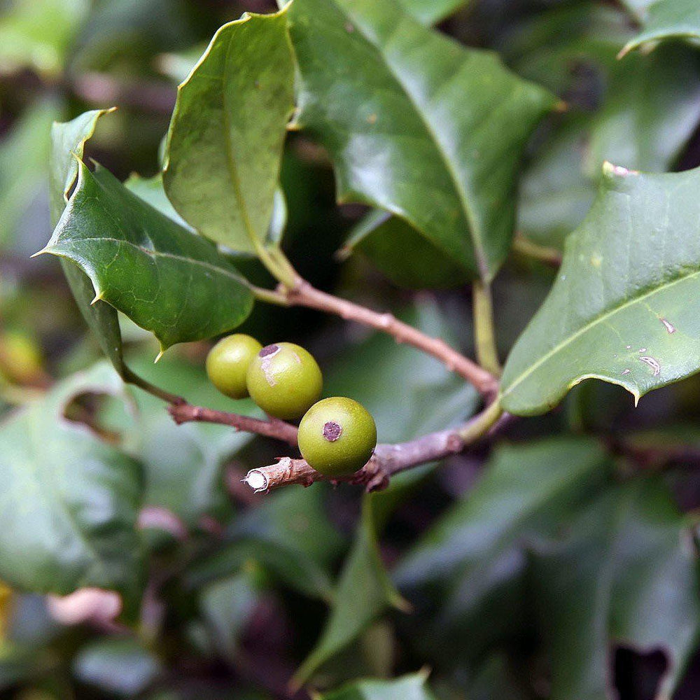 Ilex opaca 'Miss Helen' ~ Miss Helen American Holly - Delivered By ServeScape
