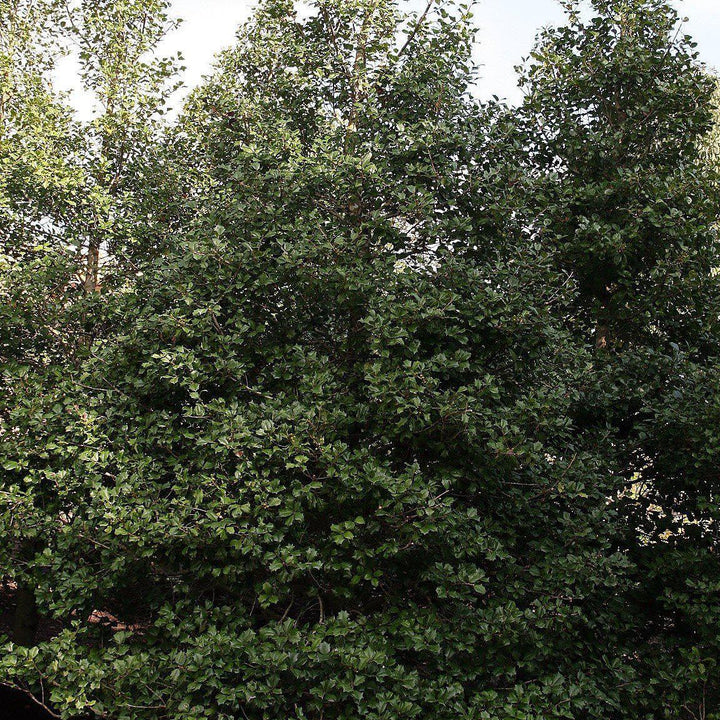 Ilex opaca 'Miss Helen' ~ Miss Helen American Holly - Delivered By ServeScape