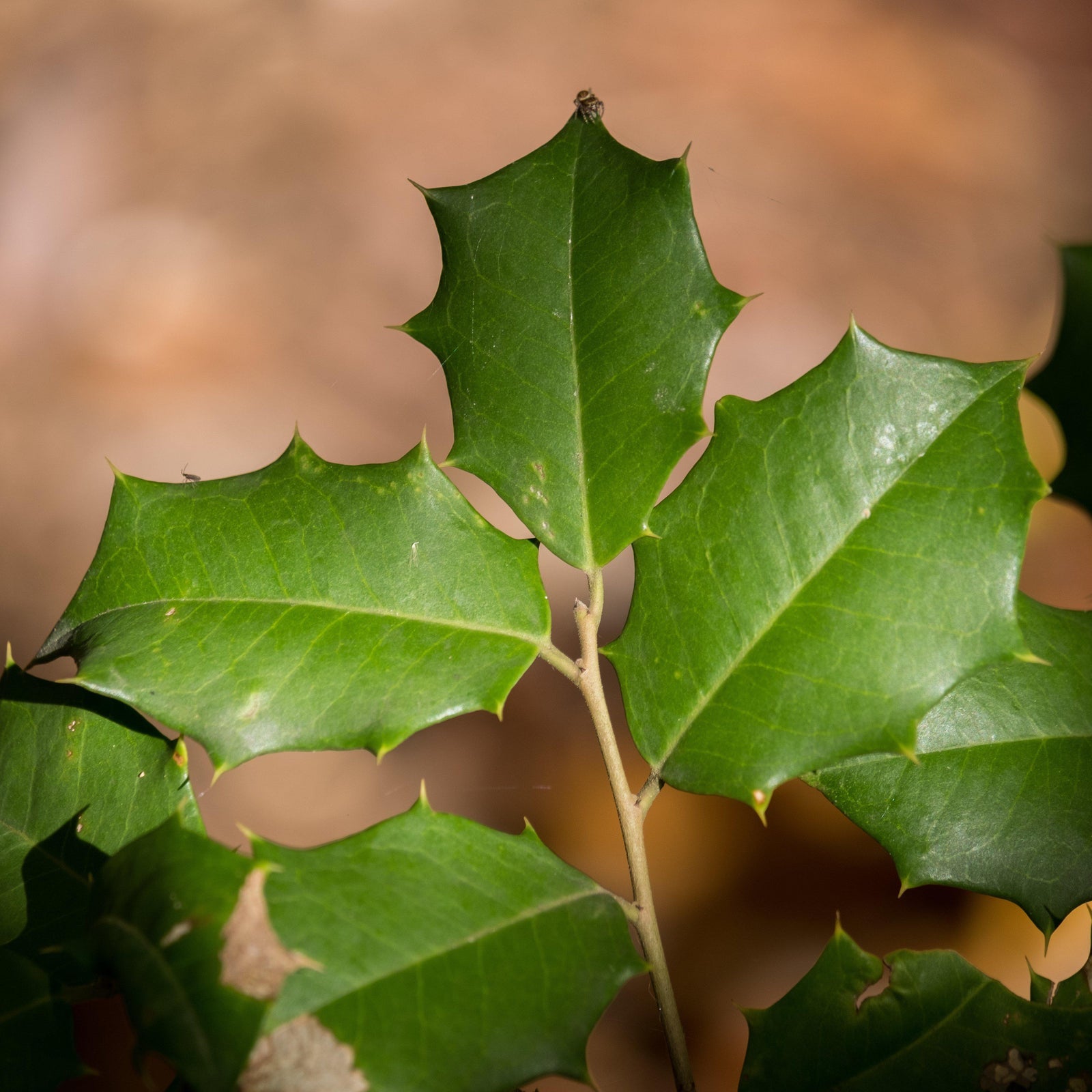 Ilex opaca 'Patterson' ~ Patterson American Holly - Delivered By ServeScape