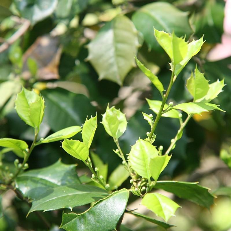 Ilex opaca 'Satyr Hill' ~ Satyr Hill American Holly - Delivered By ServeScape