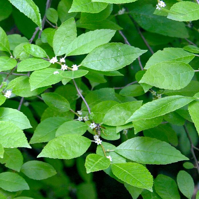 Ilex verticillata 'Apollo' ~ Apollo Winterberry-ServeScape