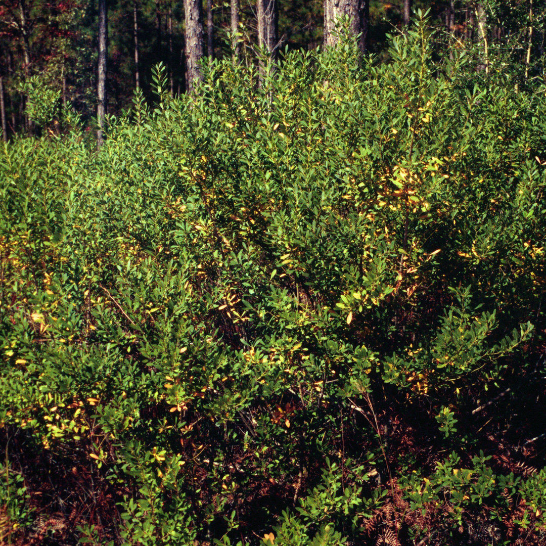 Ilex verticillata 'Southern Gentleman' ~ Southern Gentleman Winterberry-ServeScape