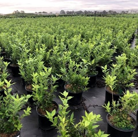 Ilex verticillata 'Winter Red' ~ Winter Red Winterberry-ServeScape