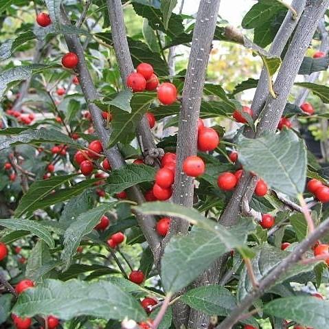 Ilex verticillata ~ Winterberry - Delivered By ServeScape