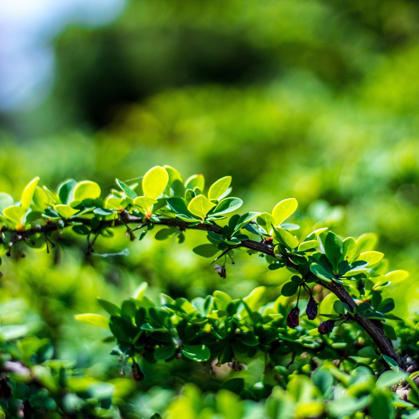 Ilex vomitoria 'Gremicr' PP21168 ~ Micron® Holly - Delivered By ServeScape