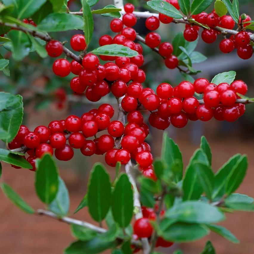Ilex vomitoria 'Hightower' ~ Hightower Yaupon Holly-ServeScape