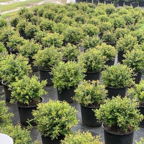 Ilex vomitoria 'Nana' ~ Dwarf Yaupon Holly-ServeScape