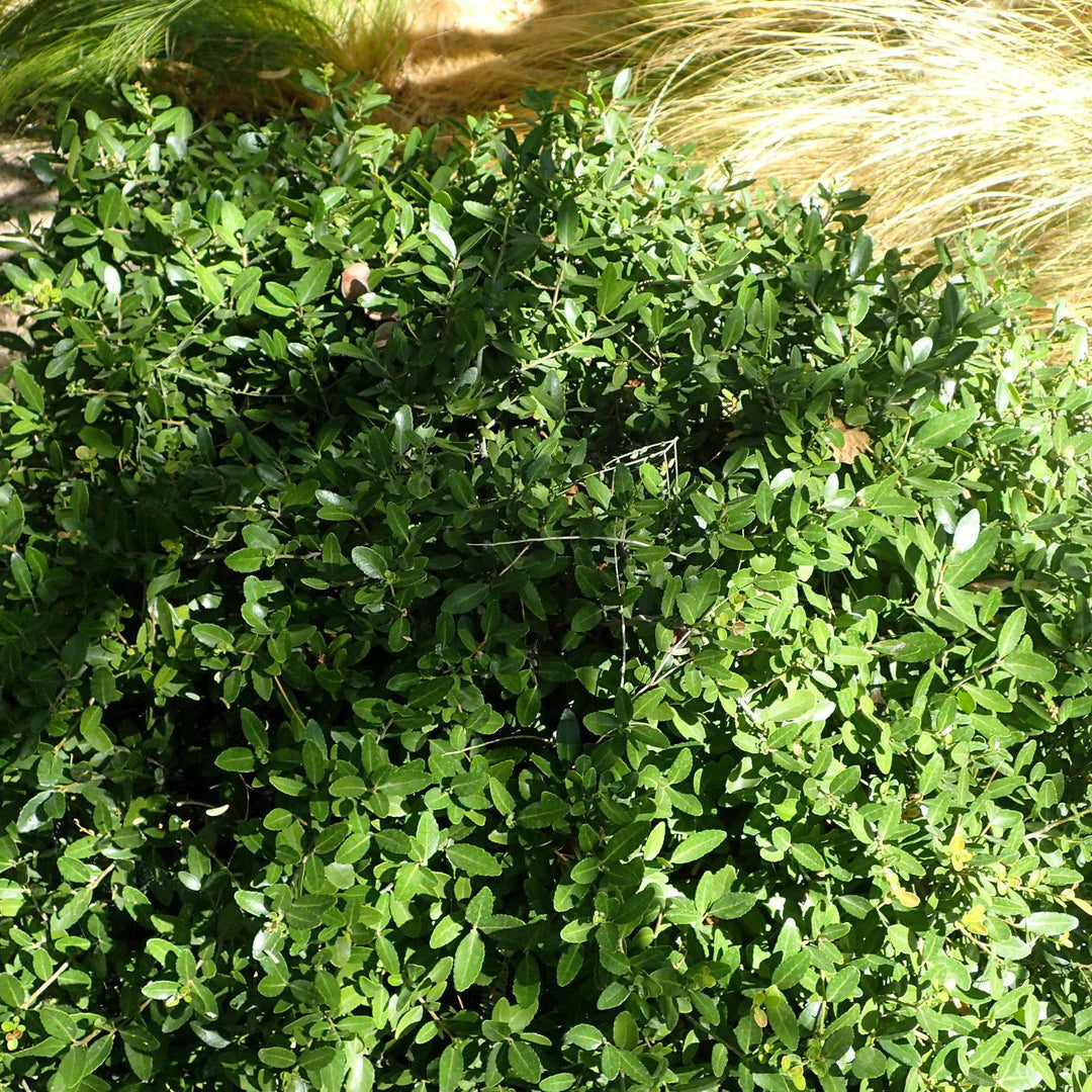 Ilex vomitoria 'Nana' ~ Dwarf Yaupon Holly - Delivered By ServeScape