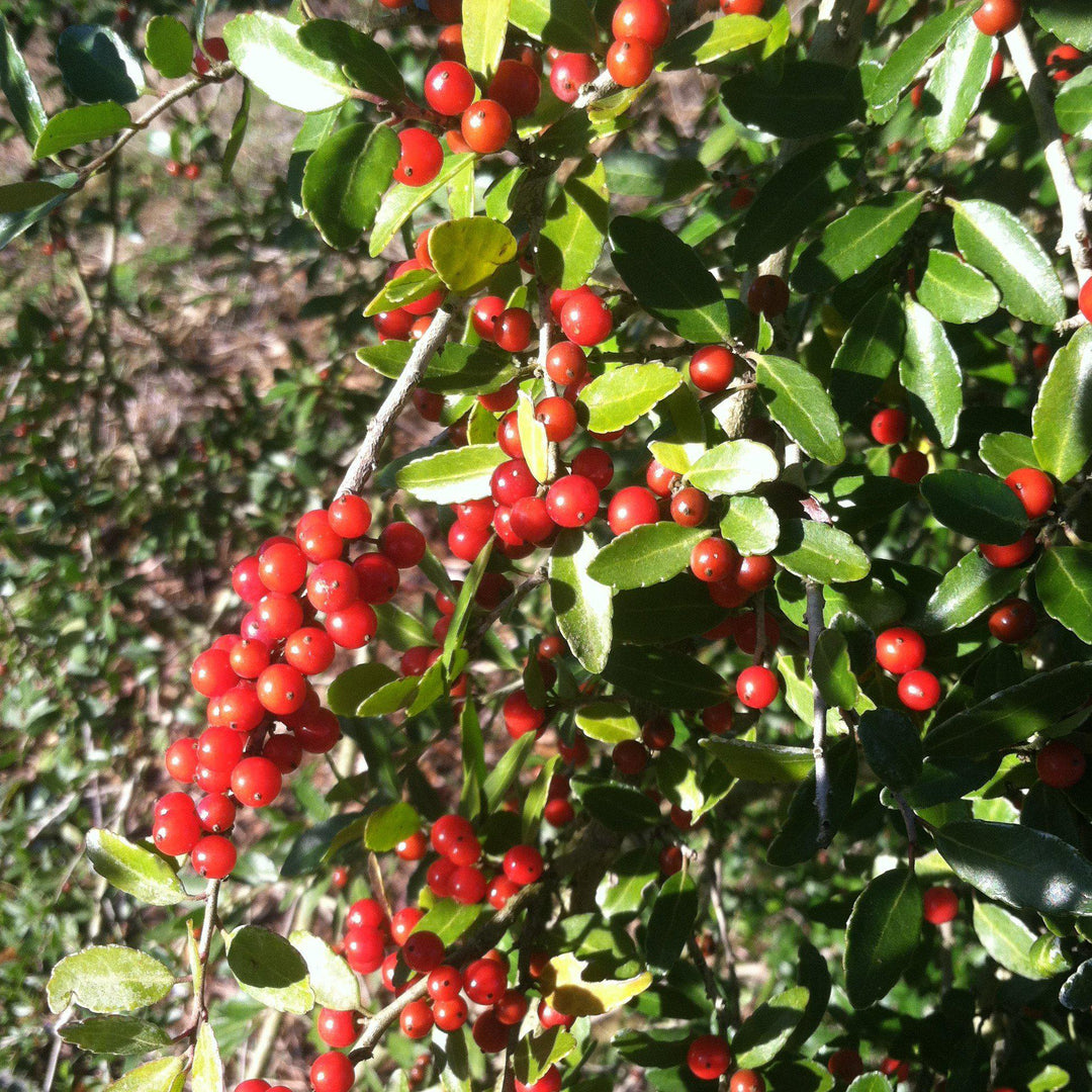 Ilex vomitoria 'Roundleaf' ~ Roundleaf Yaupon Holly-ServeScape