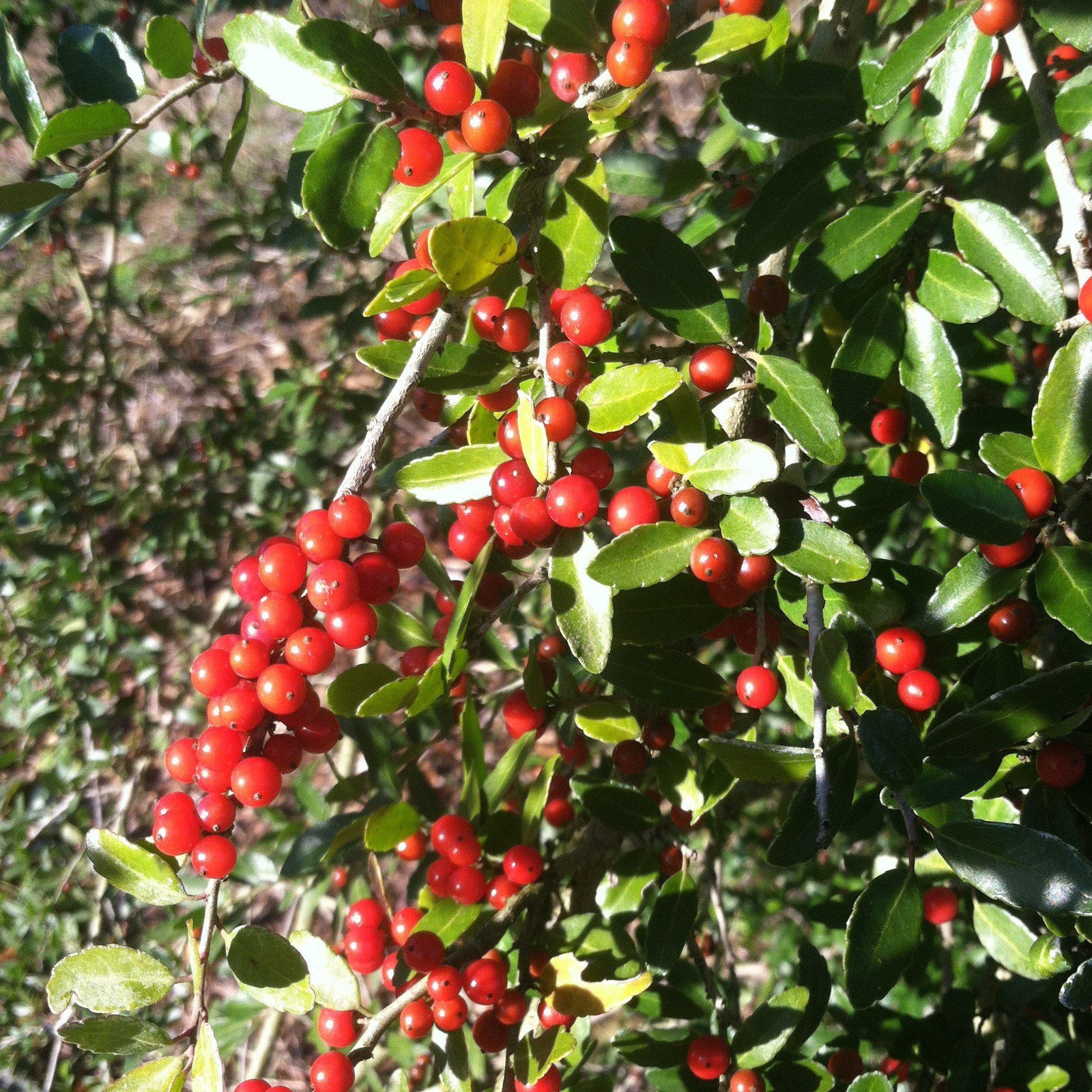 Ilex vomitoria 'Roundleaf' ~ Roundleaf Yaupon Holly-ServeScape