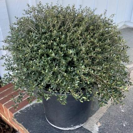 Ilex vomitoria 'Schillings' ~ Schillings Yaupon Holly-ServeScape