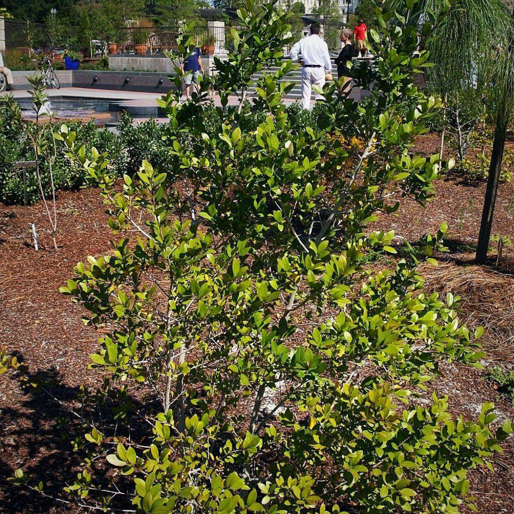 Ilex vomitoria 'Shadow's Female ~ Shadow's Female Yaupon Holly - Delivered By ServeScape