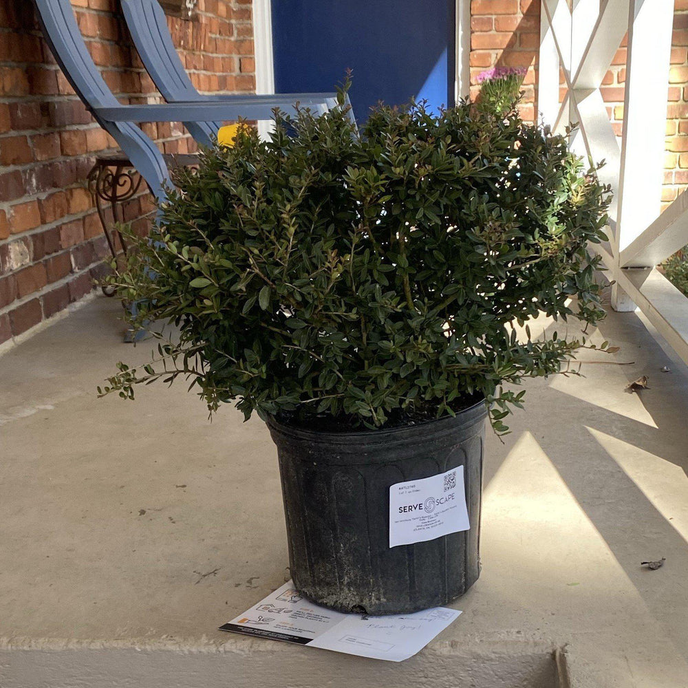 Ilex vomitoria 'Taylor's Rudolph' ~ Taylor’s Rudolph Yaupon Holly-ServeScape