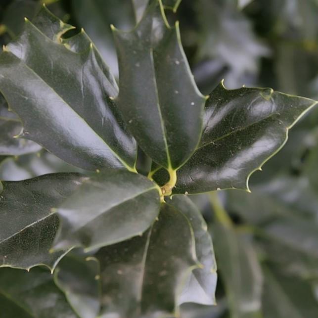 Ilex x 'Conin' ~ Robin™ Holly-ServeScape