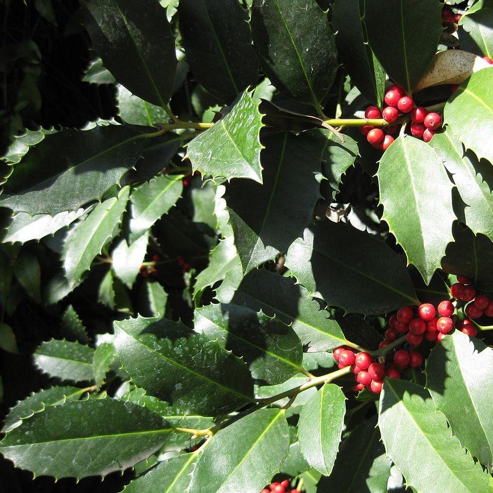 Ilex x 'Conty' ~ Liberty™ Holly-ServeScape