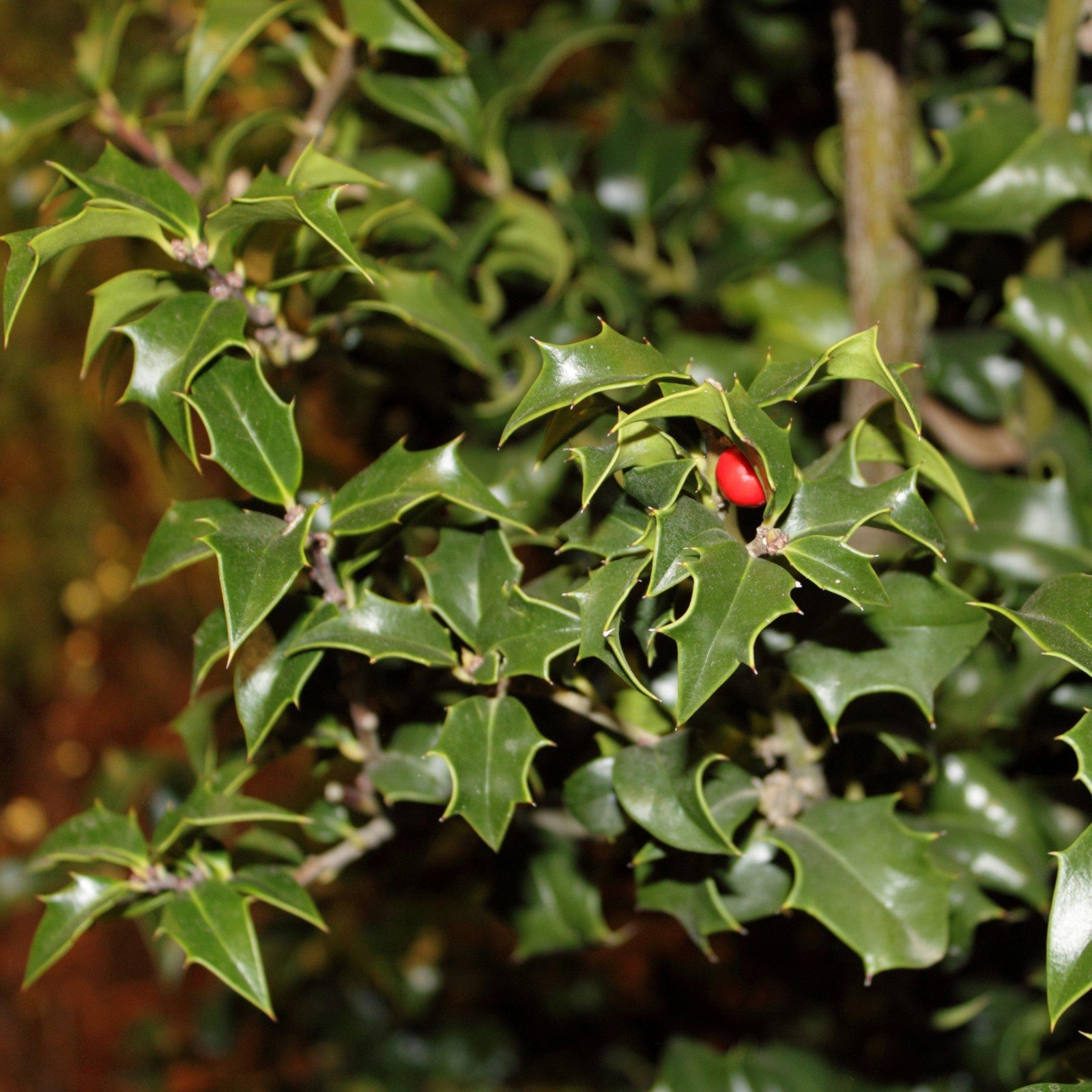 Ilex x aquipernyi 'Meschick' ~ Dragon Lady Holly - Delivered By ServeScape