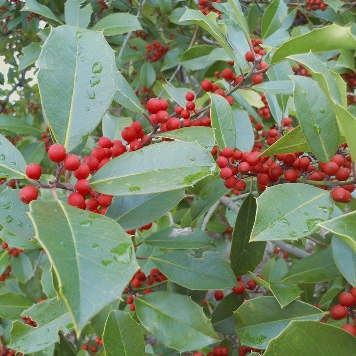 Ilex x attenuata 'Eagleston' ~ Eagleston Holly-ServeScape