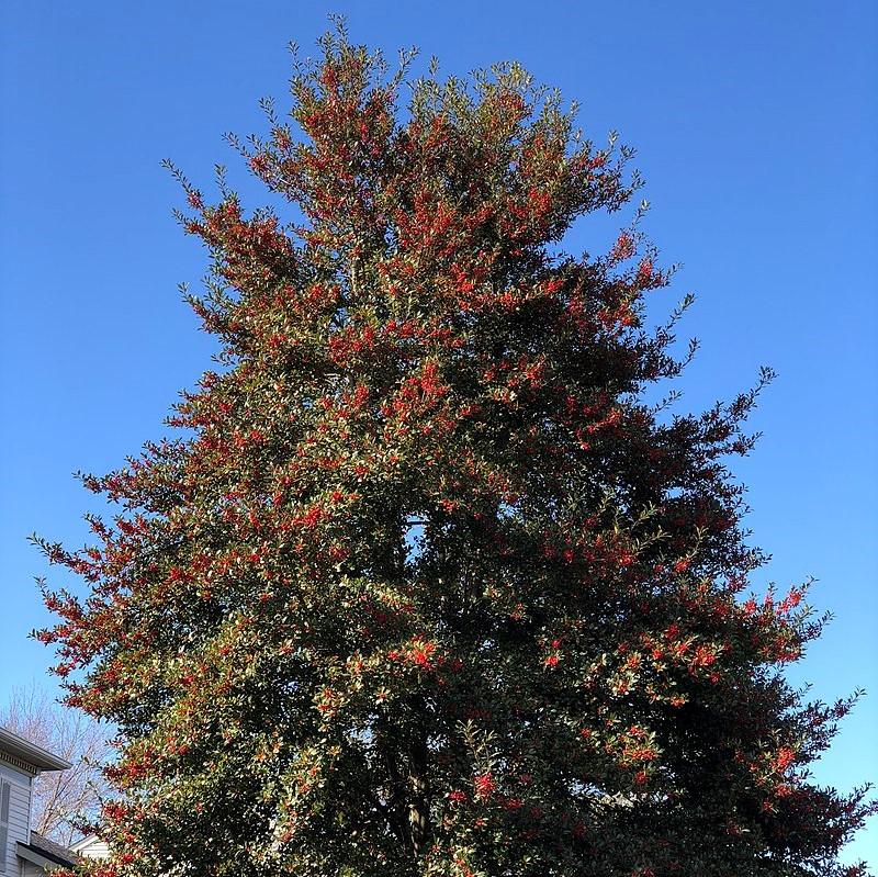 Ilex × attenuata 'East Palatka' ~ East Palatka Holly-ServeScape