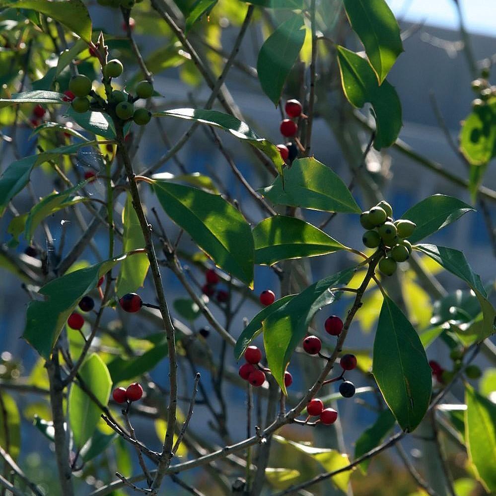 Ilex × attenuata 'Savannah' ~ Savannah Holly - Delivered By ServeScape