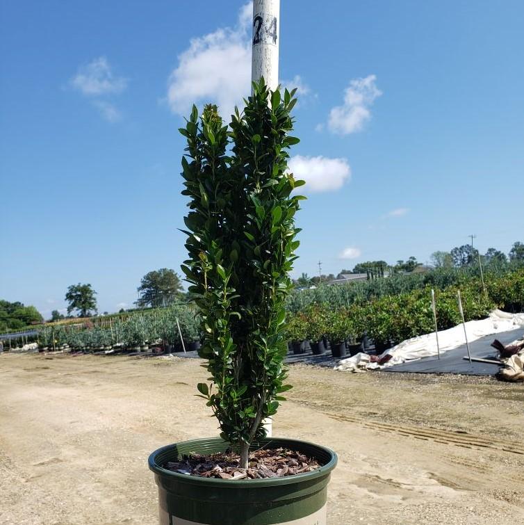 Ilex x crenata 'RutHol5' ~ Ruby Colonnade® Holly-ServeScape
