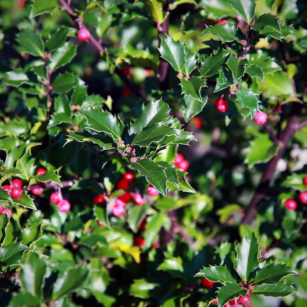 Ilex x meserveae 'Blue Princess' ~ Blue Princess Holly - Delivered By ServeScape