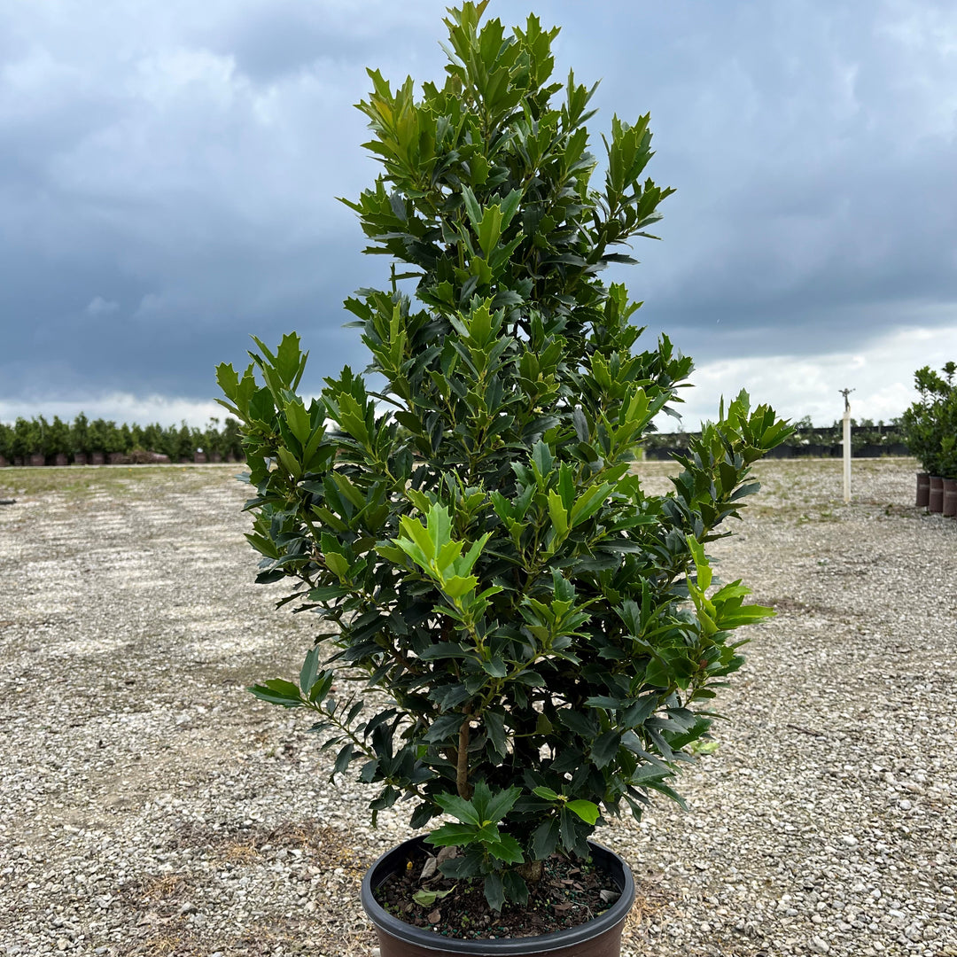 Ilex 'Magland' ~ Oakland Holly-ServeScape