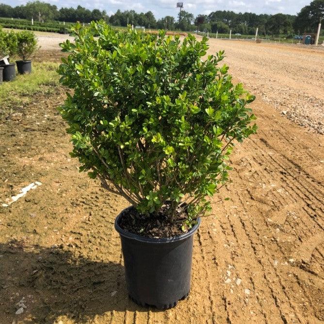 Ilex crenata 'Compacta' ~ Compact Japanese Holly-ServeScape