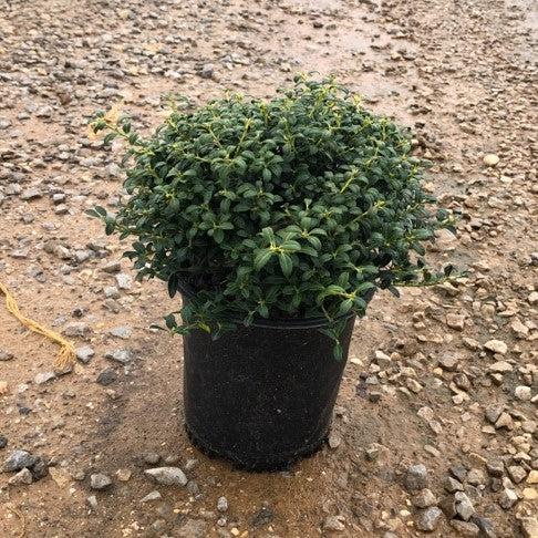Ilex crenata 'Soft-Touch' ~ Soft Touch Japanese Holly-ServeScape
