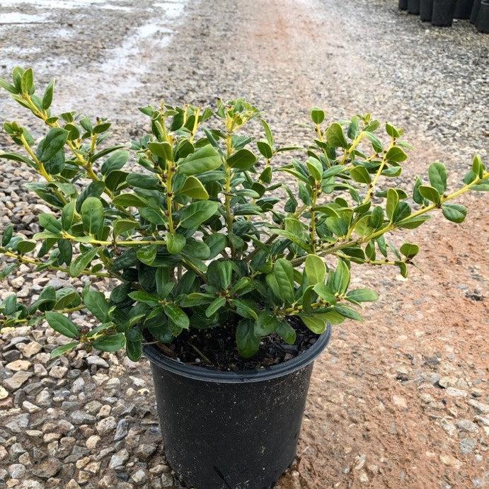 Ilex cornuta ‘Burfordii Nana’ ~ Dwarf Burford Holly-ServeScape